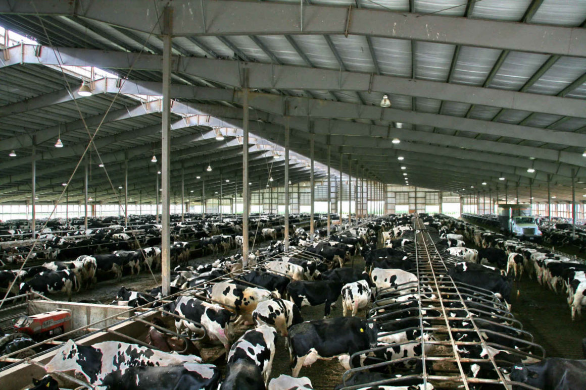Fleischkonsum – Massentierhaltung Rinder